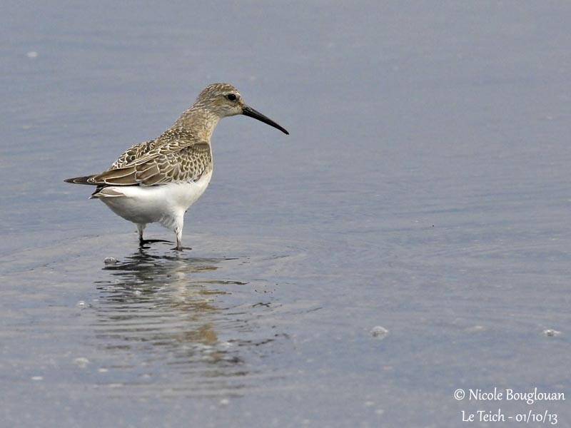 CURLEW SANDPIPER