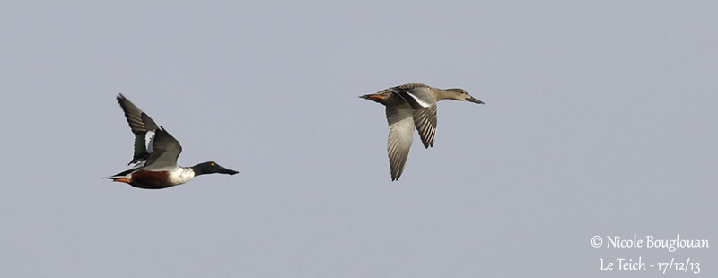 NORTHERN SHOVELER  pair