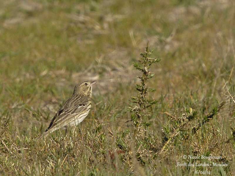 8278 - Tree Pipit