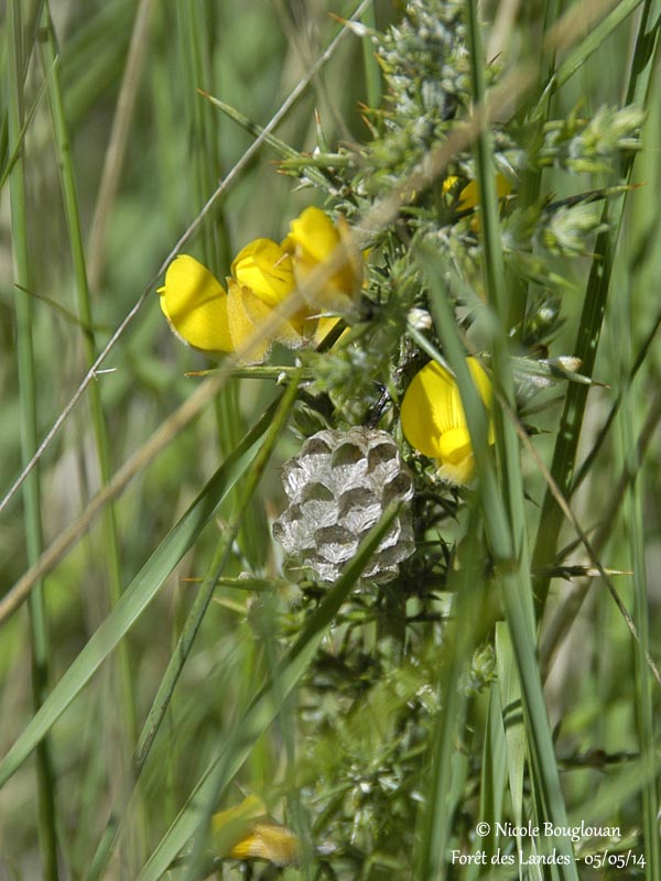 EUROPEAN PAPER WASP - POLISTES DOMINULUS - POLISTE GAULOIS 