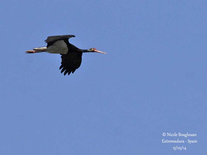 9391 Black Stork