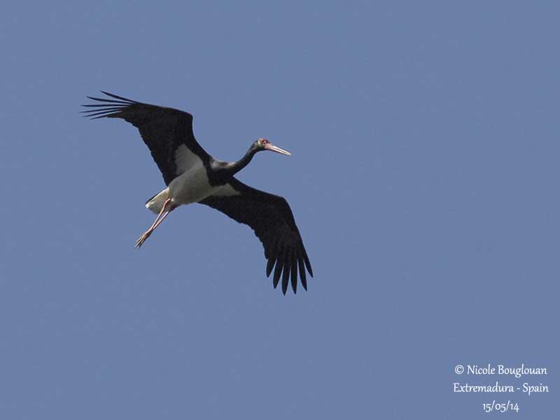 9359 Black Stork
