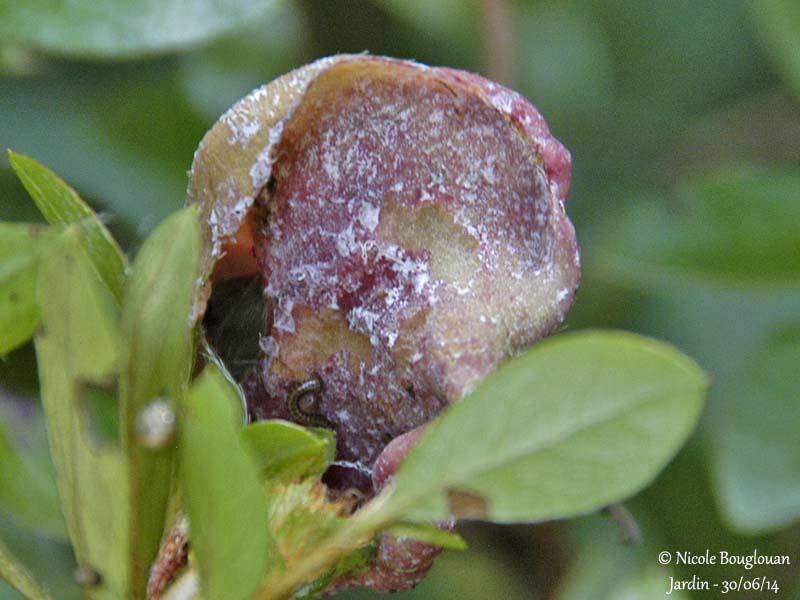 9299 - Galle de lazale-Exobasidium vaccinii