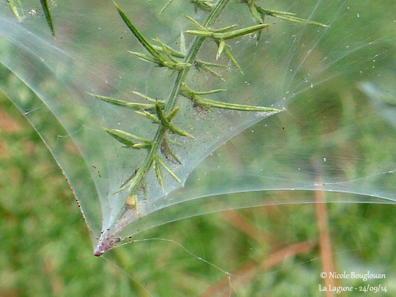 437 Gorse Spider Mite