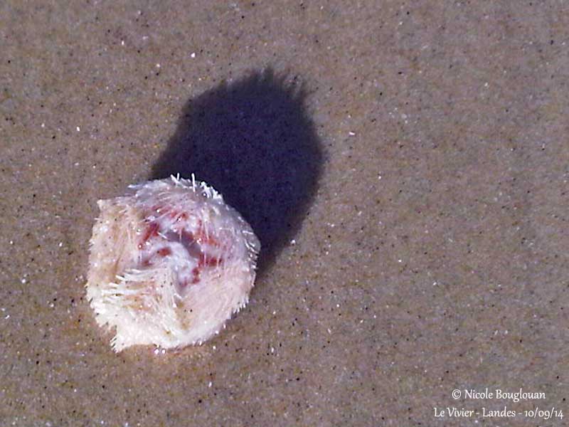 71 Sea Potato - Echinocardium cordatum - Oursin-coeur - Souris de mer
