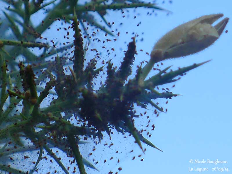 510 Gorse Spider Mite colony