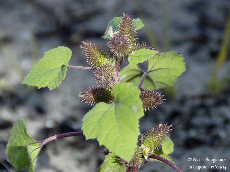 9325 Rough cocklebur - Xanthium strumarium - Lampourde dOrient