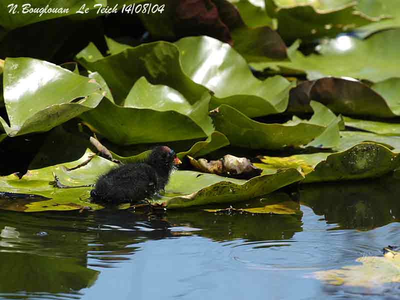 COMMON MOORHEN chick