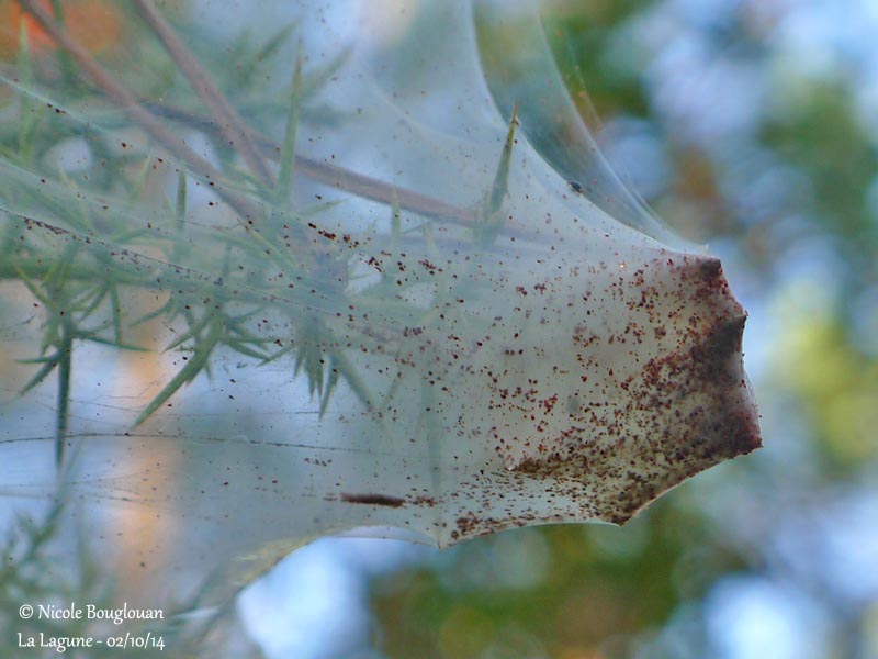 535 Gorse Spider Mite colony