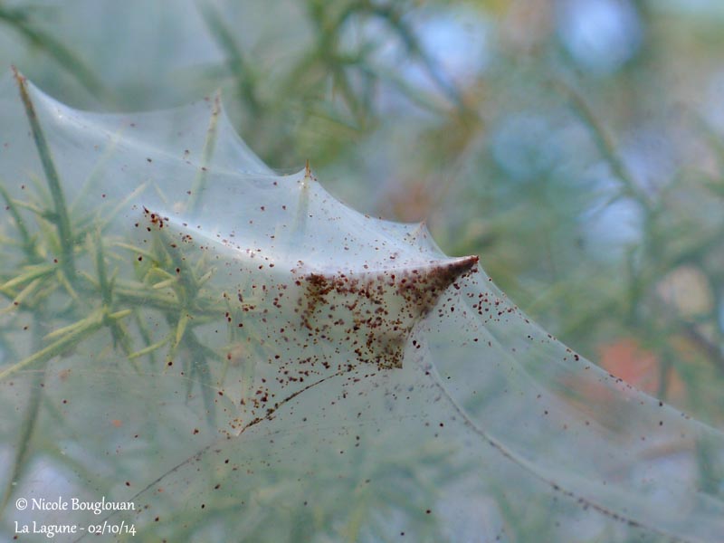 537 Gorse Spider Mite colony