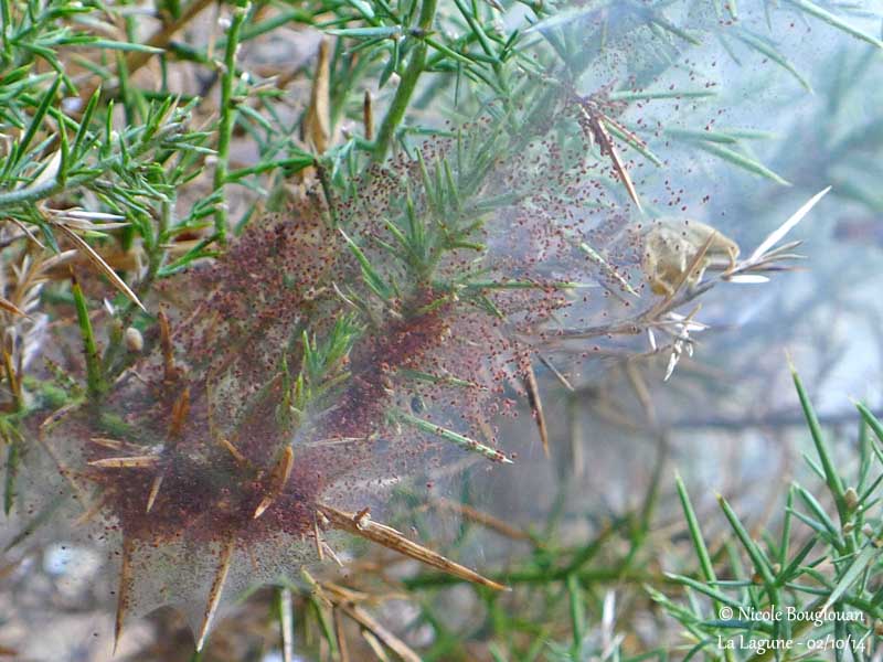 547 Gorse Spider Mite colony