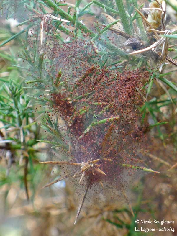 548 Gorse Spider Mite colony