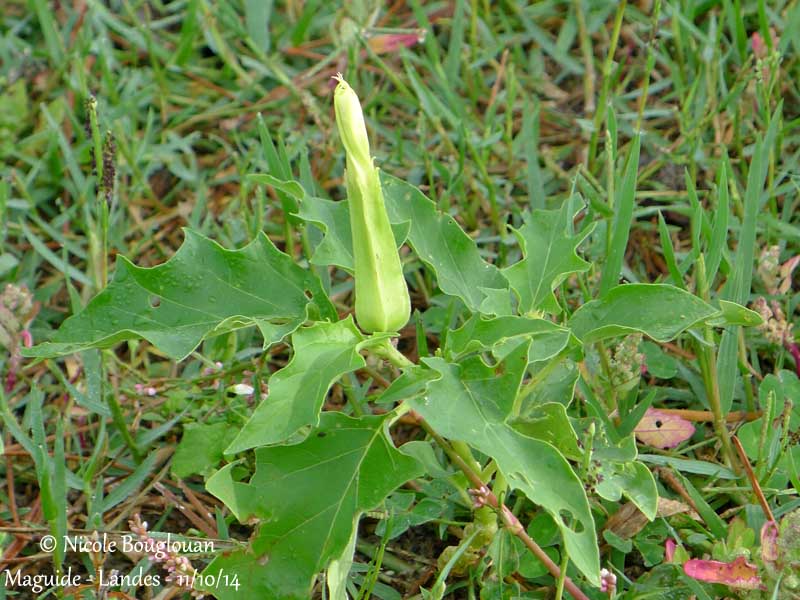 684 Datura stramonium