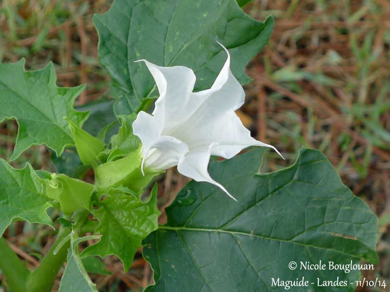 702 Datura stramonium