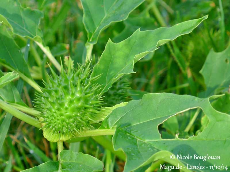 690 Datura stramonium fruit