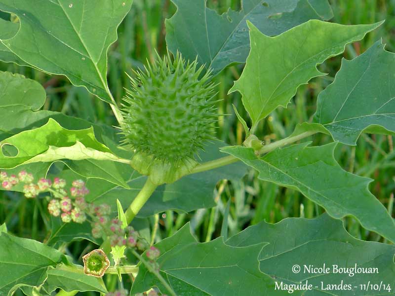 691 Datura stramonium fruit