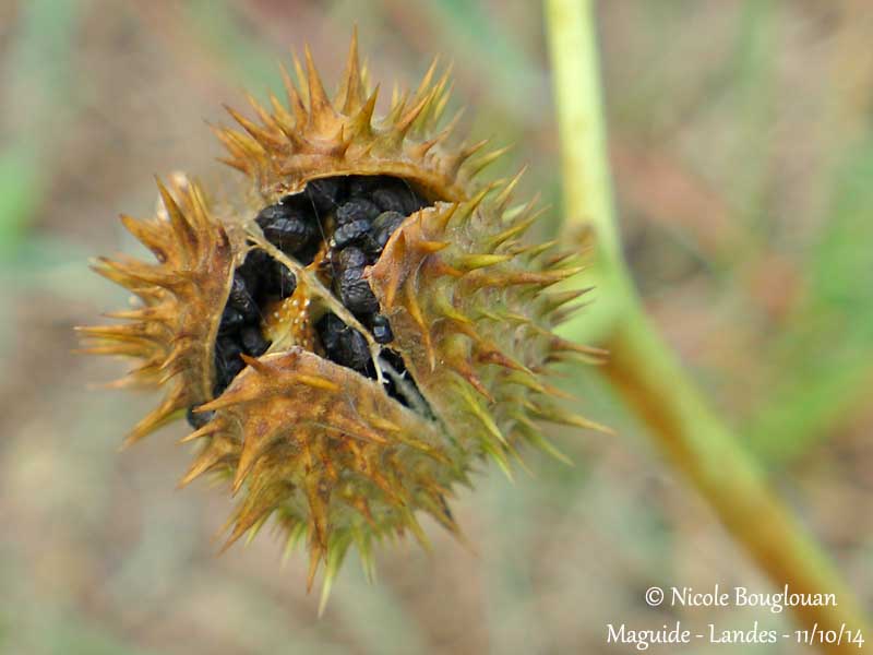 704 Datura stramonium fruit and seeds