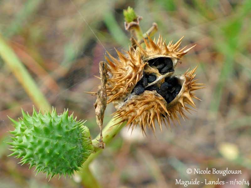 706 Datura stramonium fruit and seeds