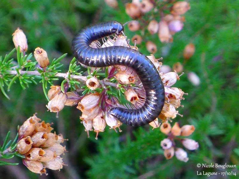 812 Black Snake Millipedes