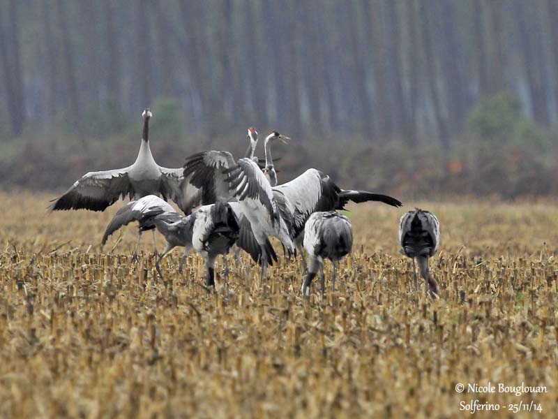 9975 Common Crane