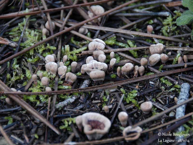 9661 Phellodon tomentosus