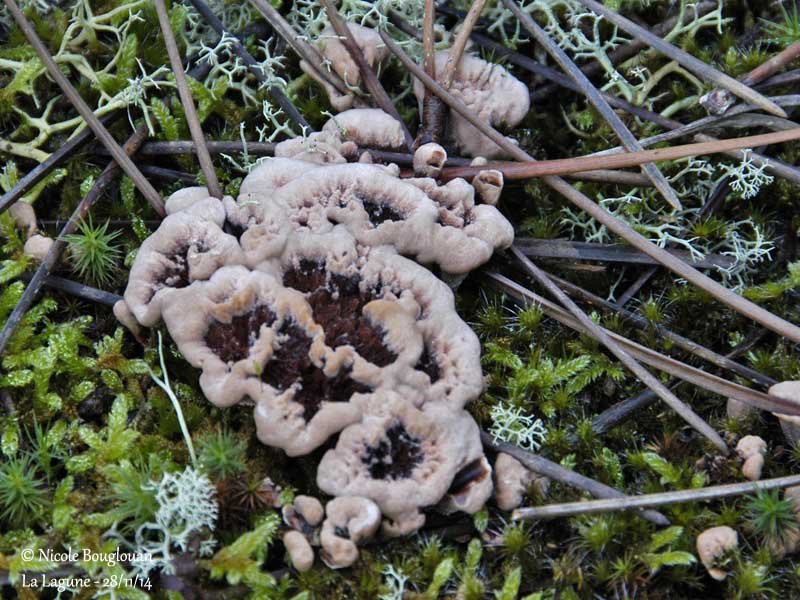 9635 Phellodon tomentosus