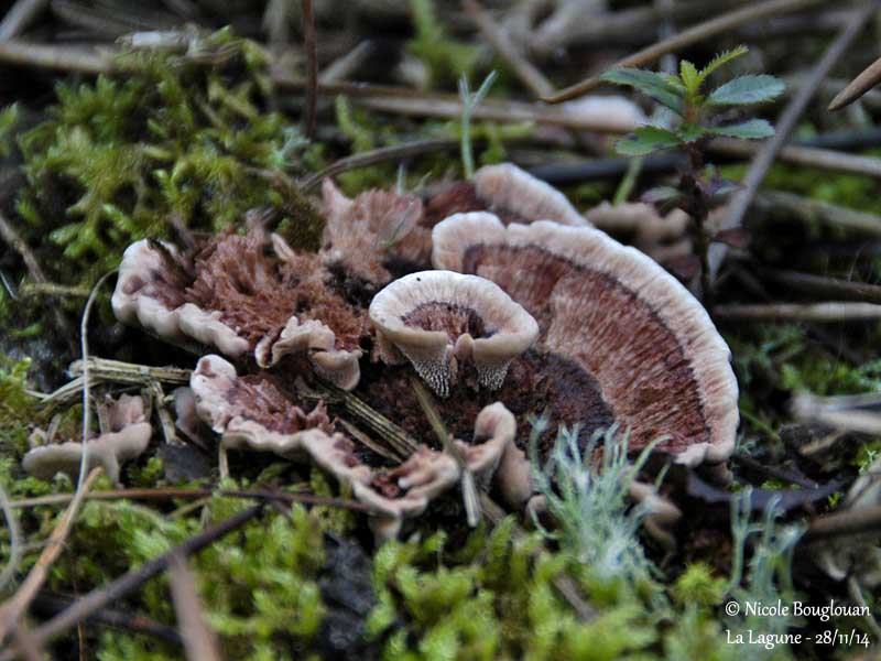 9607 Phellodon tomentosus