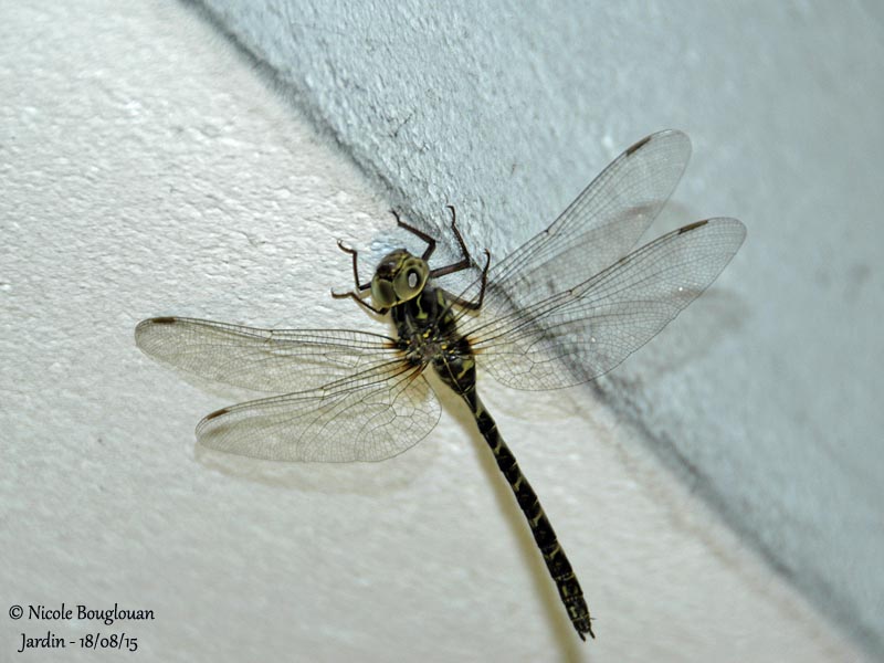 9965 Migrant Hawker - Aeshna mixta - Aeschne mixte Female