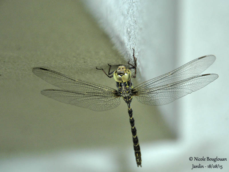 9969 Migrant Hawker - Aeshna mixta - Aeschne mixte Female