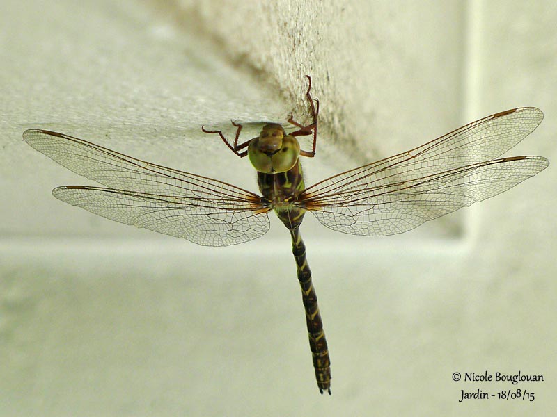 10017 Migrant Hawker - Aeshna mixta - Aeschne mixte Female
