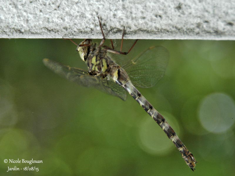 9972 Migrant Hawker - Aeshna mixta - Aeschne mixte Female
