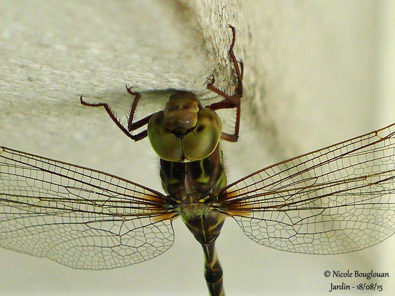 10014 Migrant Hawker - Aeshna mixta - Aeschne mixte Female