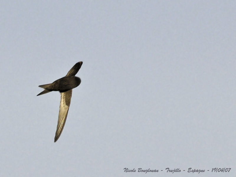 COMMON SWIFT