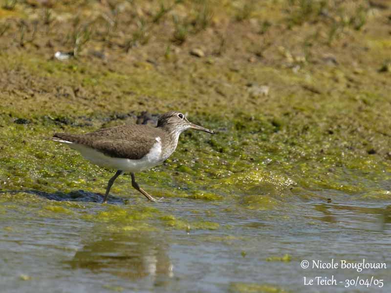 COMMON-SANDPIPER