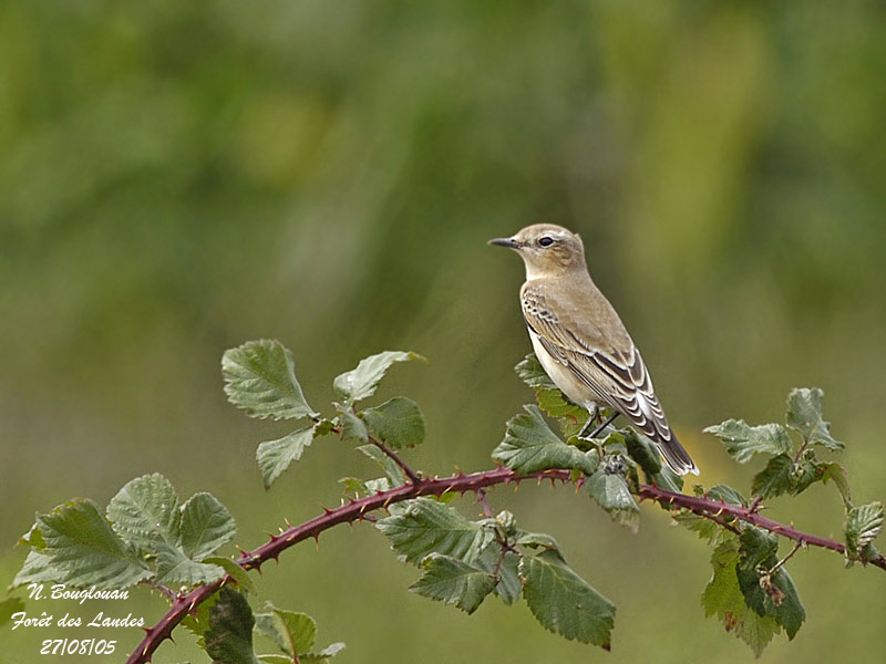 NORTHERN-WHEATEAR