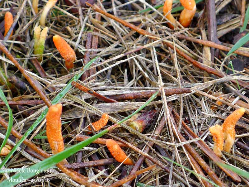 Cordyceps militaris