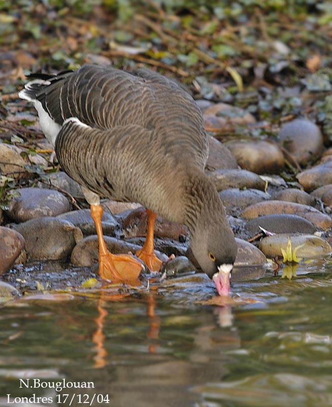 LESSER WHITE-FRONTED GOOSE