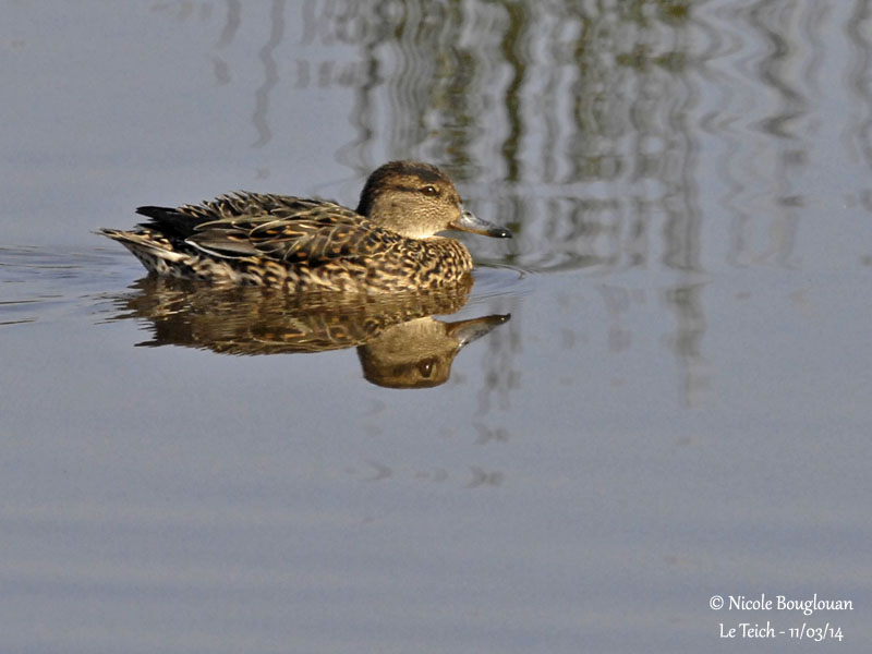 COMMON TEAL female