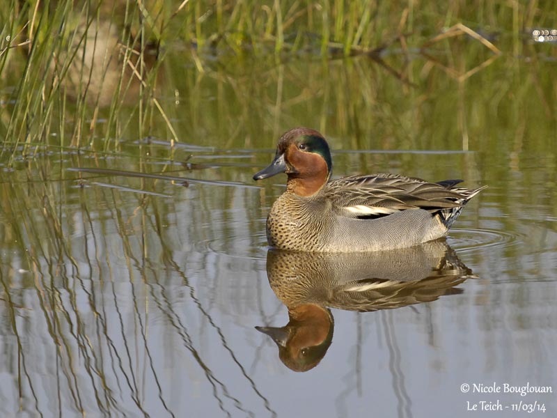 COMMON TEAL male