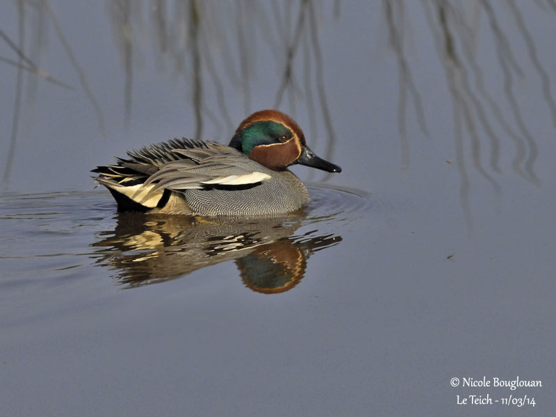 COMMON TEAL male