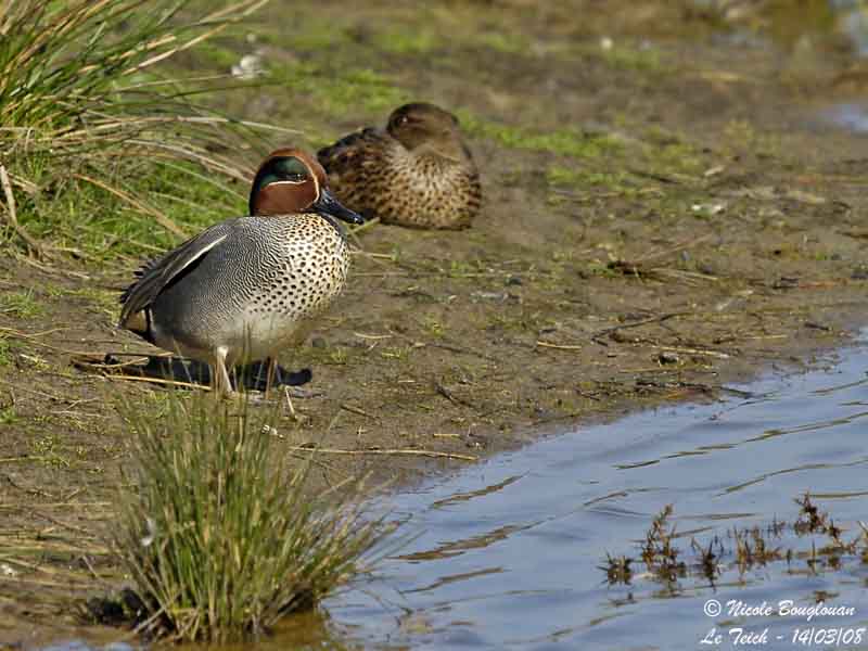 COMMON TEAL pair