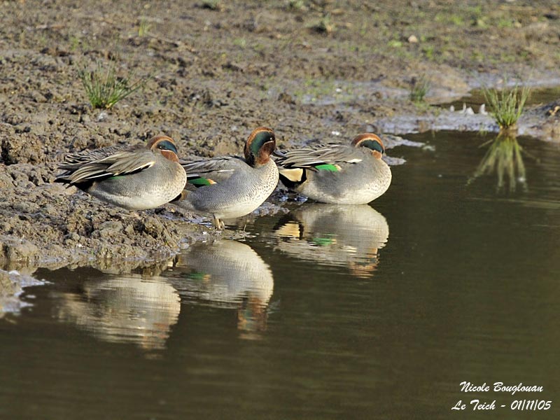 COMMON TEAL males resting