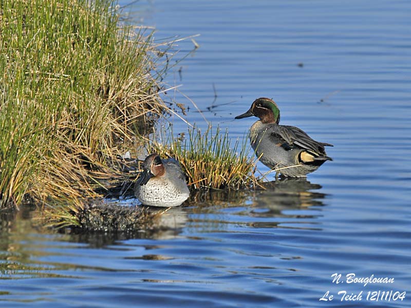 COMMON TEAL pair