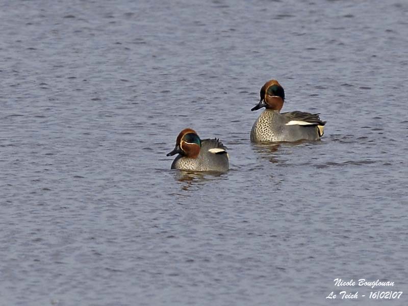 COMMON TEAL males