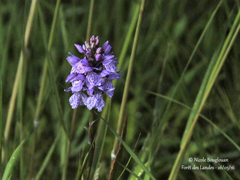 172-DACTYLORHIZA MACULATA subspecies ERICETORUM