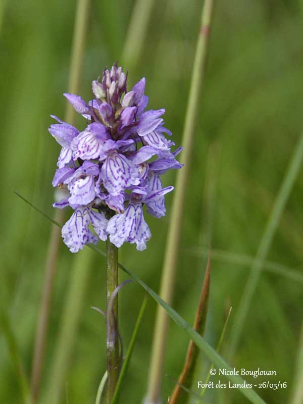 174-DACTYLORHIZA MACULATA subspecies ERICETORUM