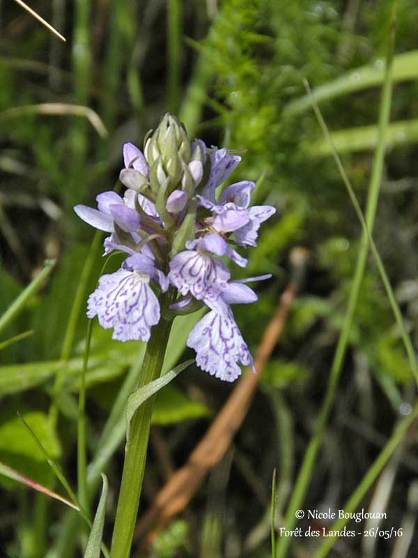 176-DACTYLORHIZA MACULATA subspecies ERICETORUM
