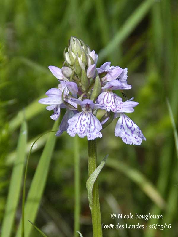 178-DACTYLORHIZA MACULATA subspecies ERICETORUM