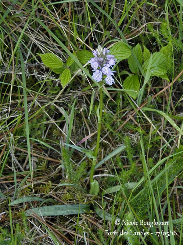 221-DACTYLORHIZA MACULATA subspecies ERICETORUM