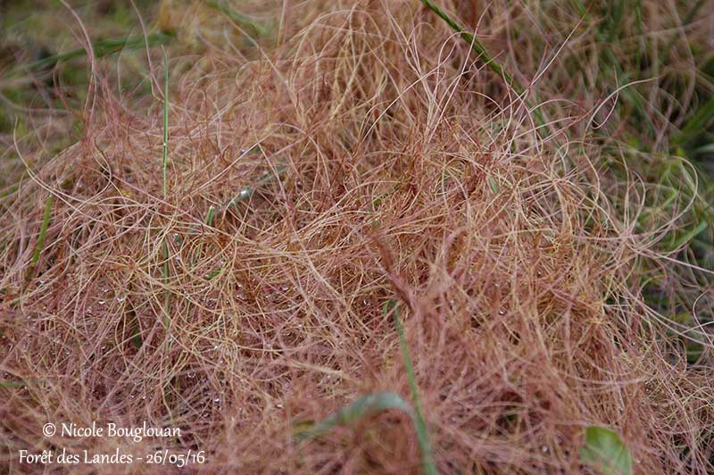 Cuscuta epithymum